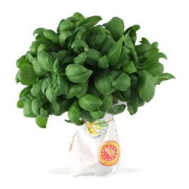 Basilico Genovese DOP - 6 mazzi 2