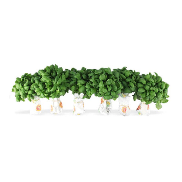 Basil Genovese DOP - 6 bunches