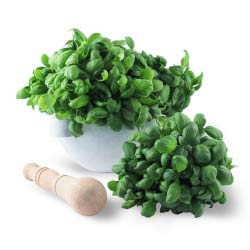 Basil Genovese DOP - 6 bunches