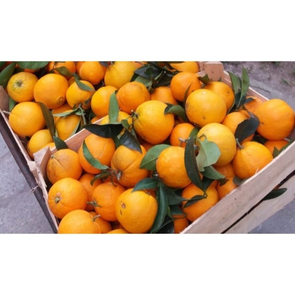 Pernambucco Orange from Finalborgo (Western Ligurian Riviera)