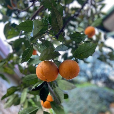 Pernambucco Orange from Finalborgo (Western Ligurian Riviera)