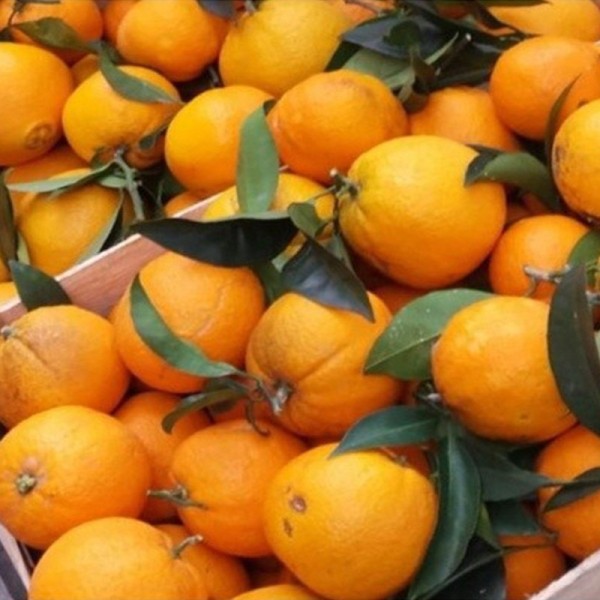 Pernambucco Orange from Finalborgo (Western Ligurian Riviera)
